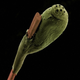 Illustration for article titled The Strange Stories Behind the Years Best Scientific Images